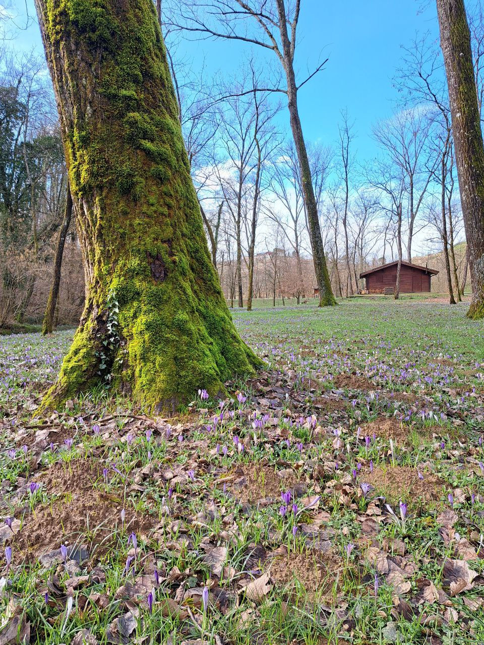 Are you coming to the tree?