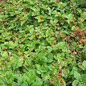 Wild Strawberry.jpg