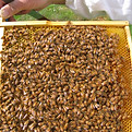Bees on comb.jpg