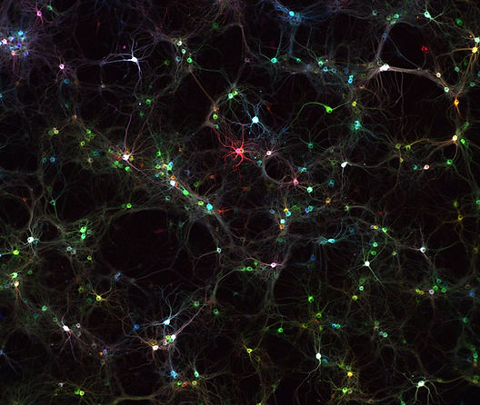 Mapping Physiology and Connectivity in Diseased Brain