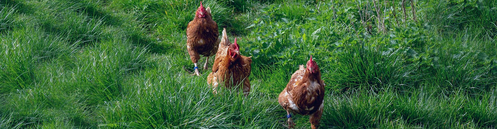 poultry-hero-01.jpg