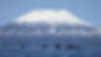 Sitka 1.jpg