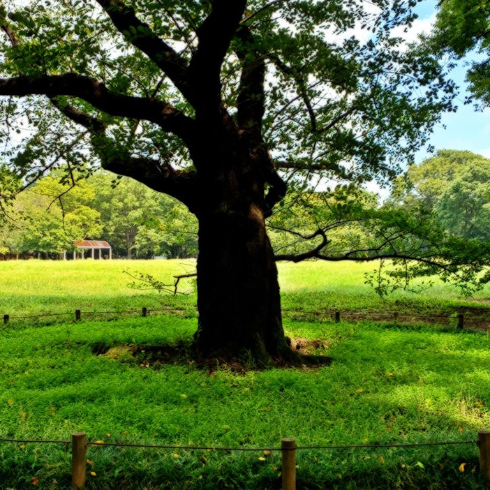 ★PARK YOGA 代々木公園 ヨガと音の瞑想 2022年10月2日(日)