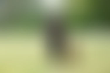 Weekly Summary of Police Activity 