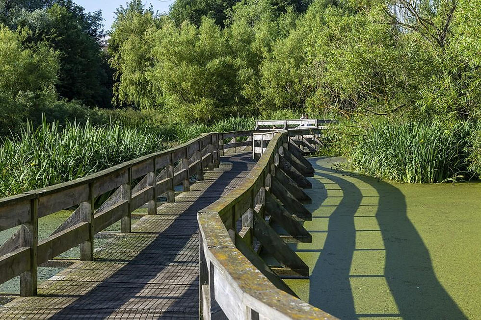 Figgate Park.jpeg