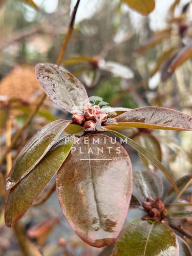 Rhododendron 'P.J. Mezitt' (Rhododendron) | Galantus Drzi