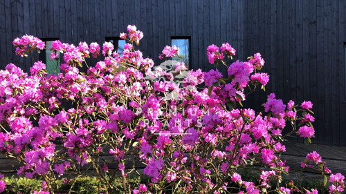 rhododendron früchte Rhododendron cinnabarinum 'Apricot Belle' - Herrenkamper Gärten