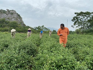 Vùng trồng thảo dược Sadu – Hành trình xanh đến trái tim người Việt