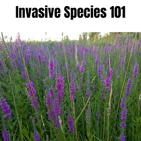 Copy of Invasive Species 101 (5 x 5 in).png