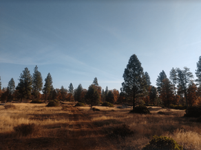 New Listing: Over 176 Acres of Land in Cassel Ridge