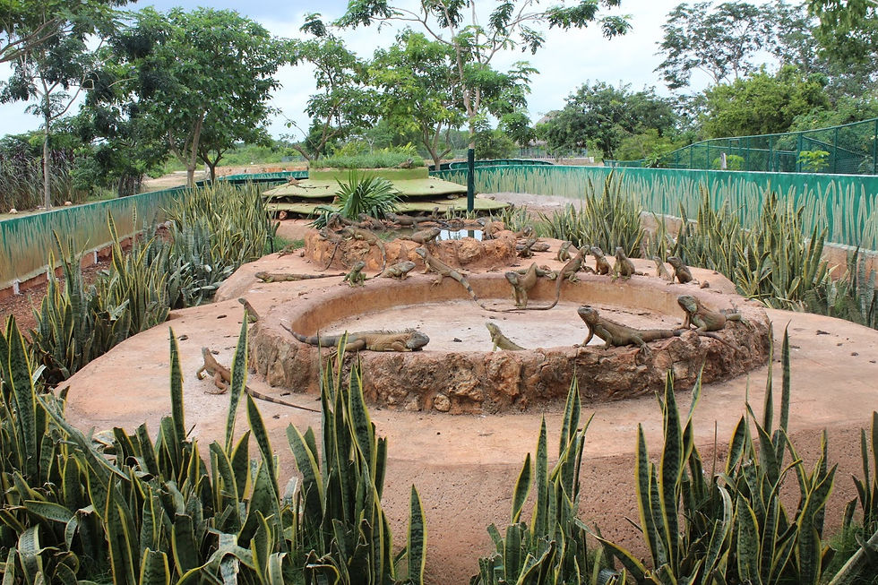 Vallazoo