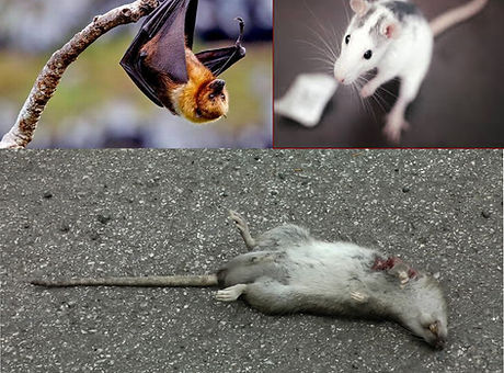 bats mice1.jpg