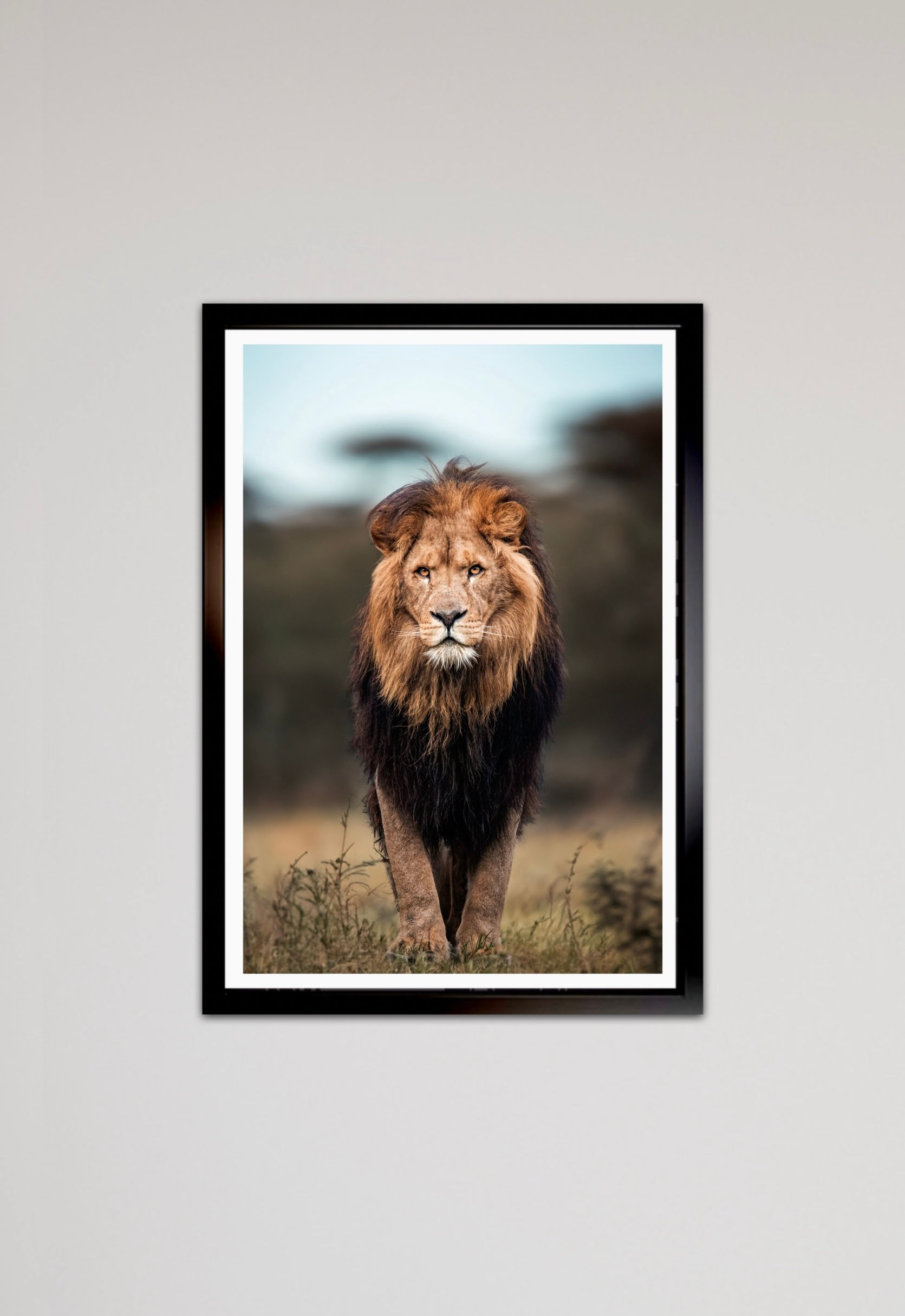 De koning van de Savanne