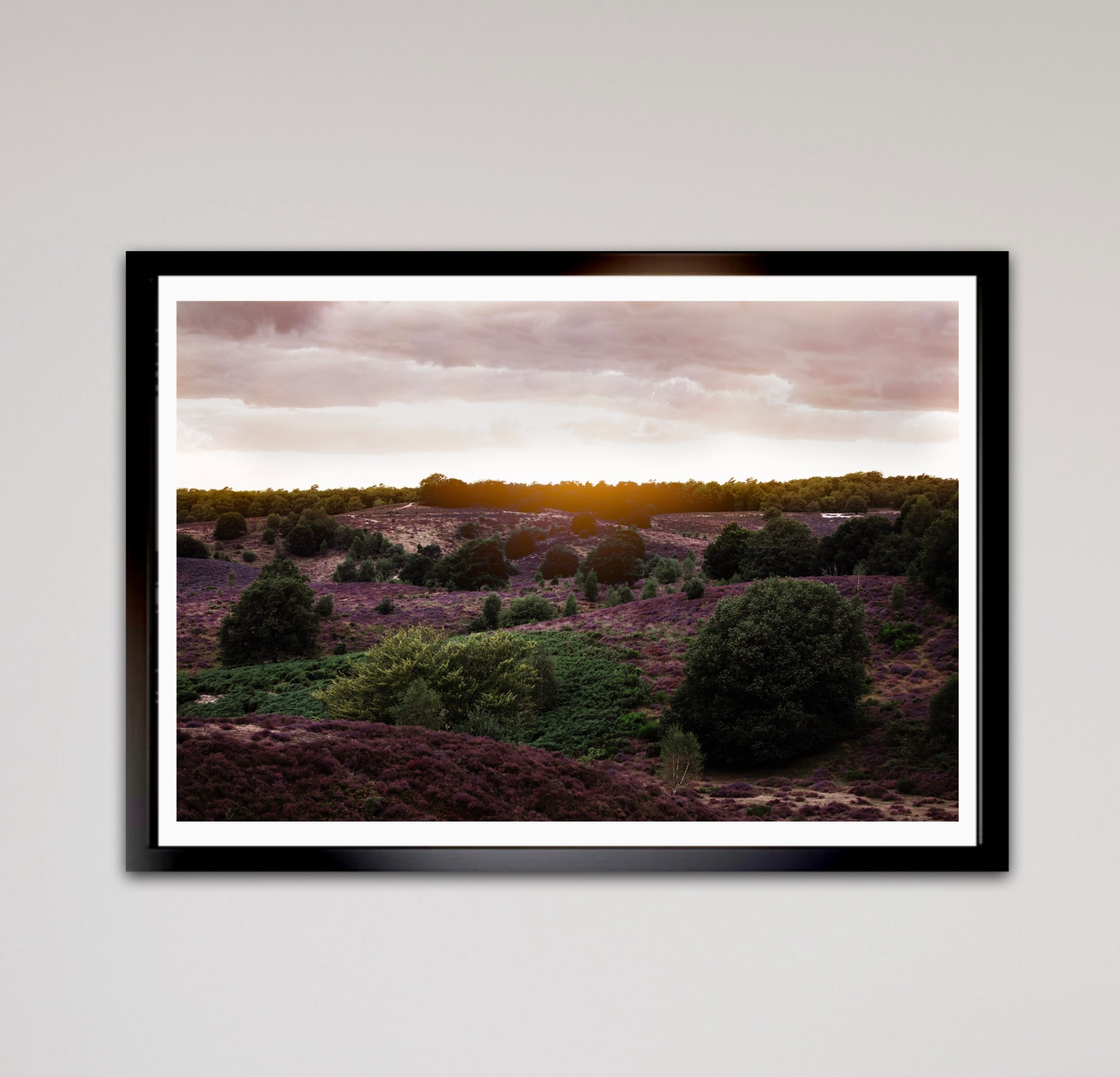 Stralende paarse heide