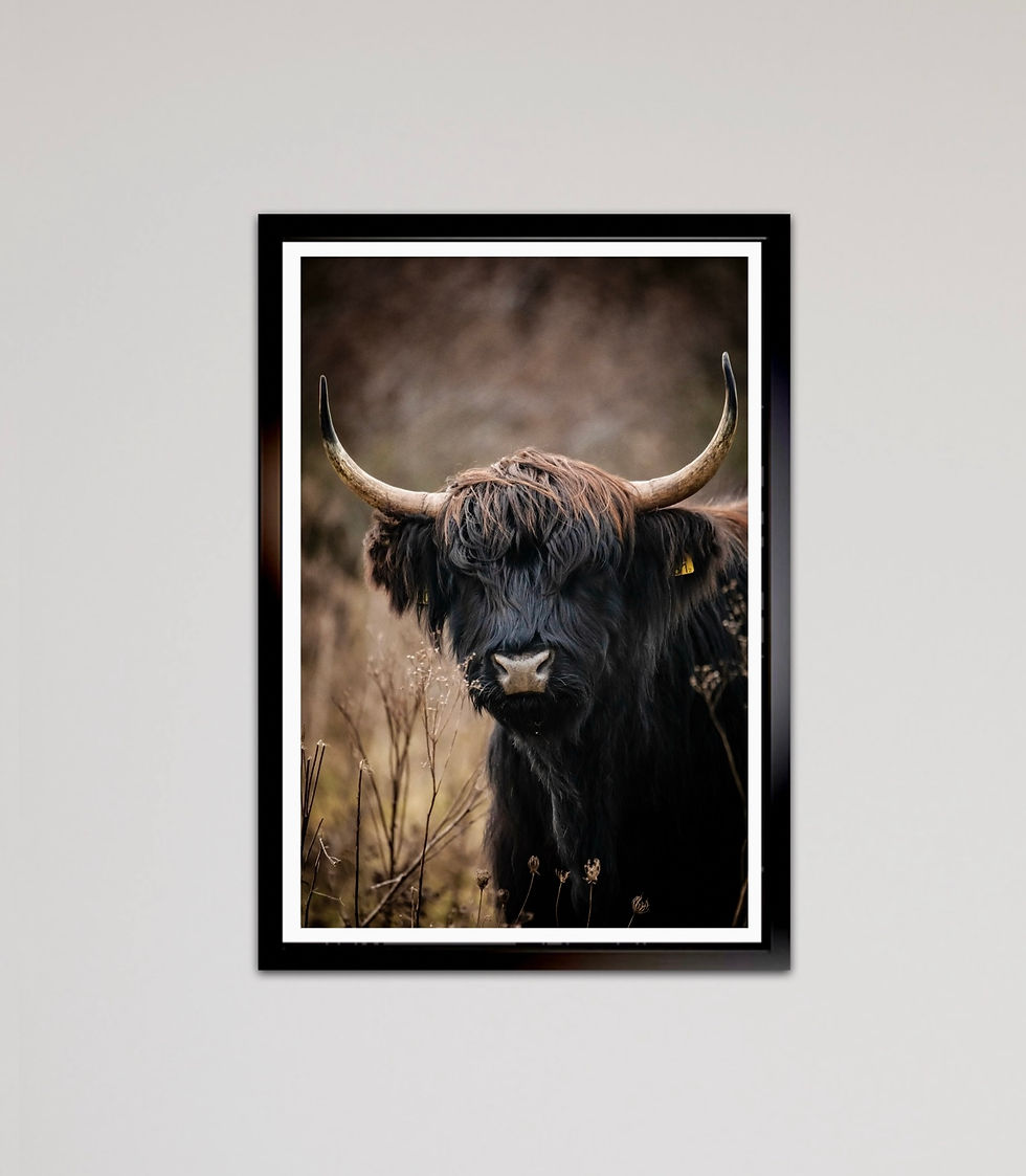 Portret van een schotse hooglander