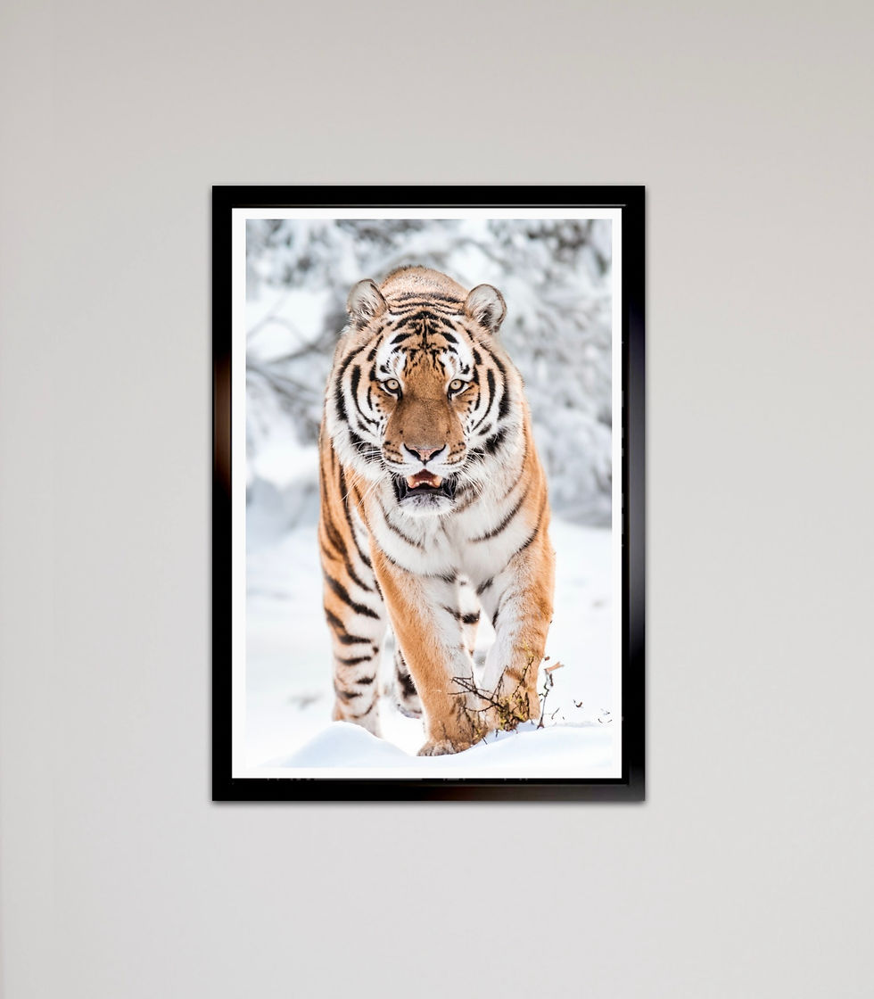 Tijger in de sneeuw