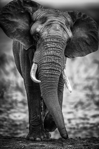 Zwart wit foto van een olifant lopend over de savanne