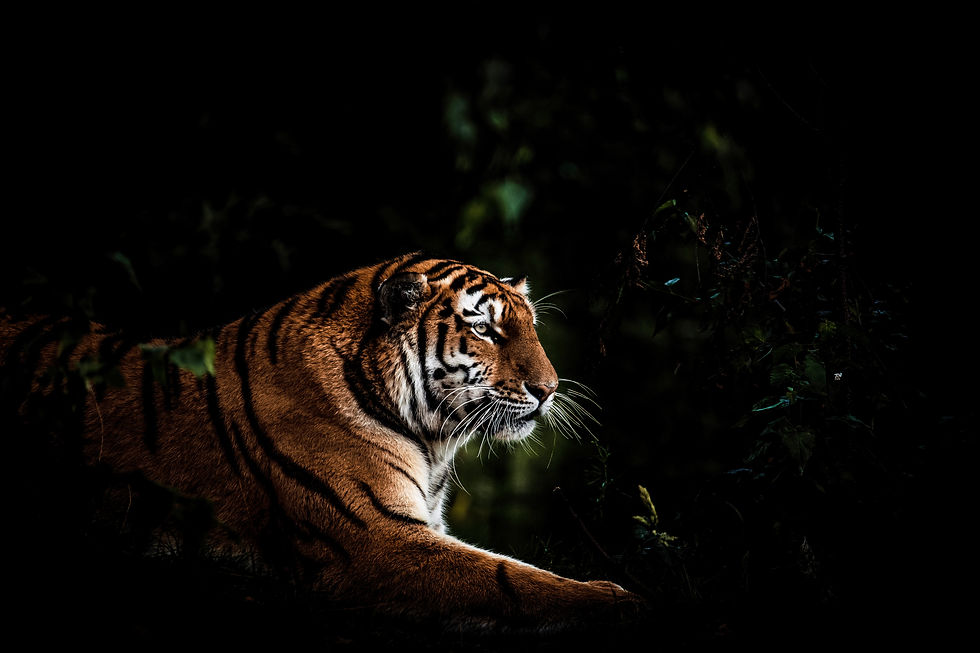 Tiger among the green