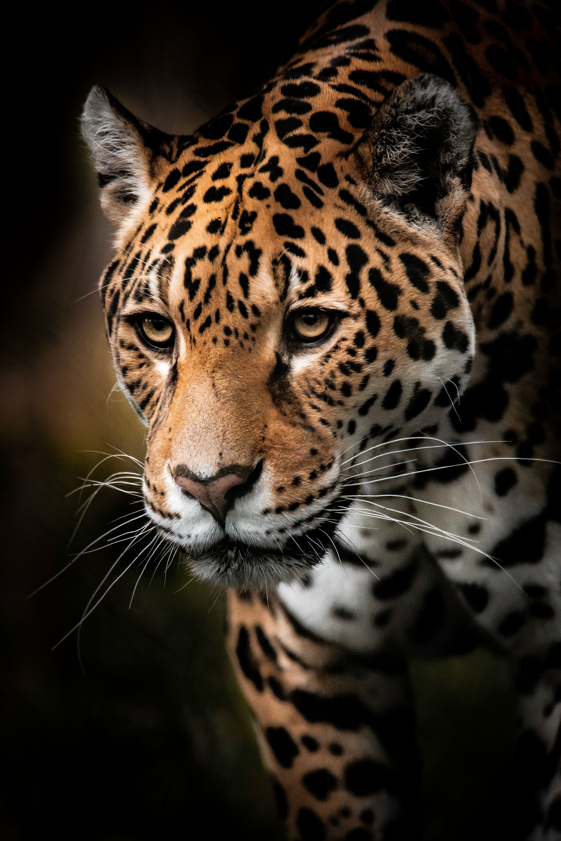 Close-upfoto van een jaguar