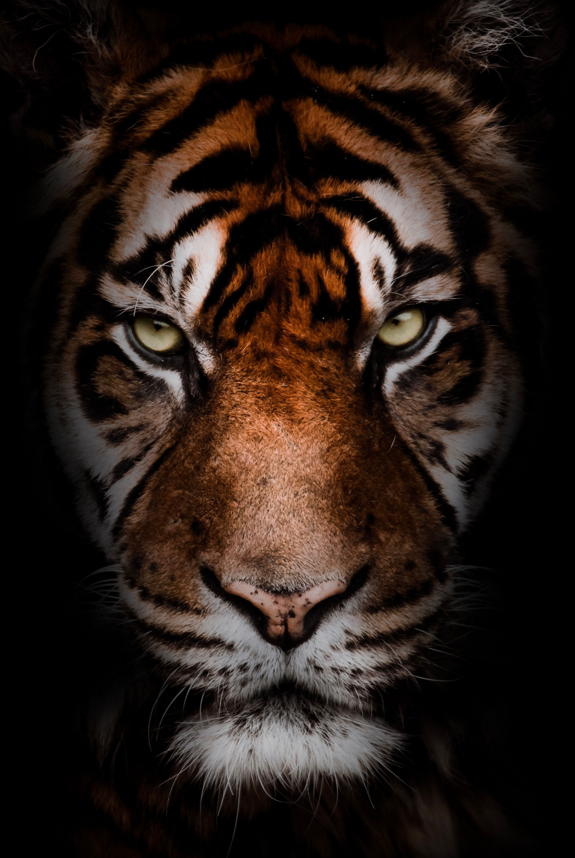 Close-upfoto van een tijger