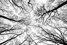 tree branches iStock-2213173757.jpg