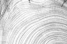 tree ringsiStock-1839815890 bw.jpg