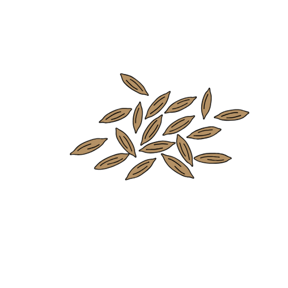 cuminseeds harvestiagroup