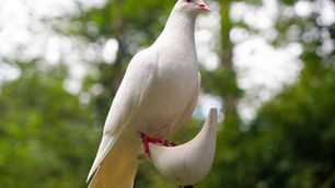 REMINDER: The Holy Spirit: The Great Comforter