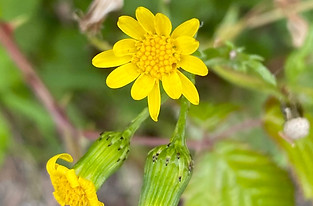 Senecio close-up - TD_edited_edited.jpg
