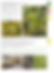 Thumbnail: A Field Guide to Bryophytes