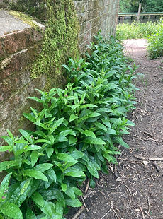 Cynoglossum