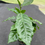 Прев'ю: Coffea arabica (Coffee Tree)