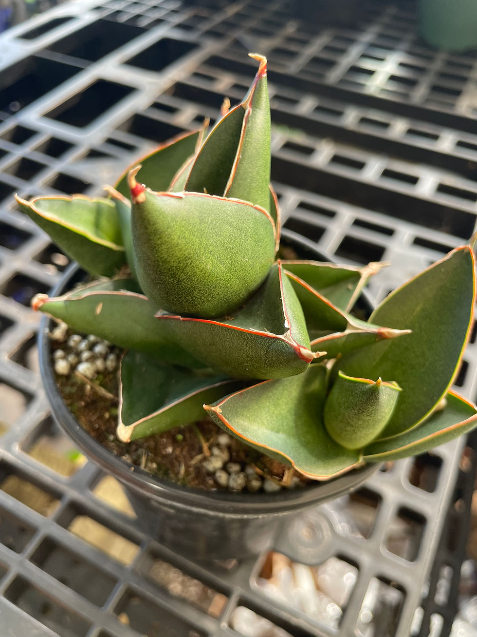 Thumbnail: Dracaena (Sansavieria) ‘Opera House’