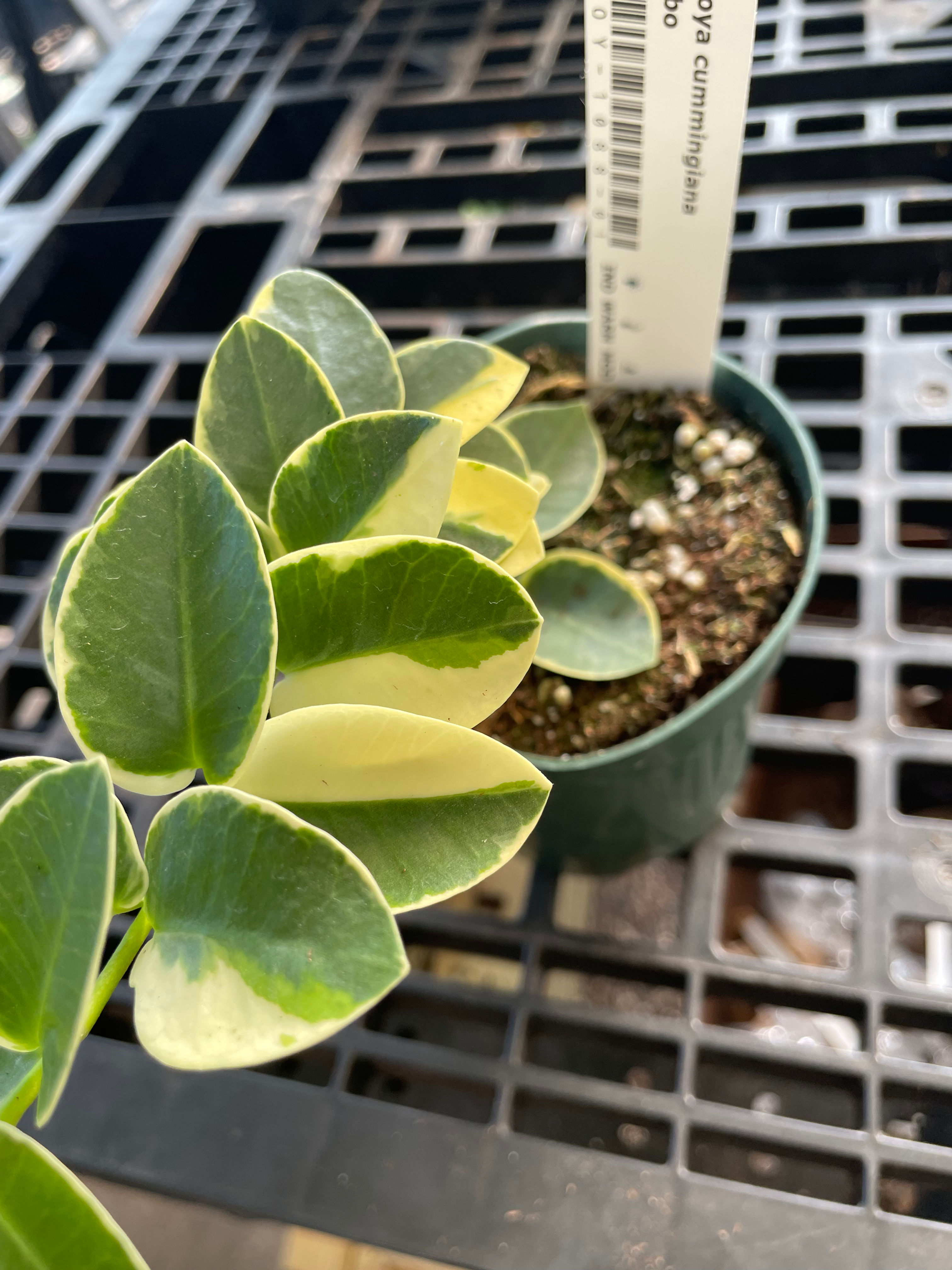 Hoya cummingiana albo