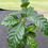 Прев'ю: Coffea arabica (Coffee Tree)