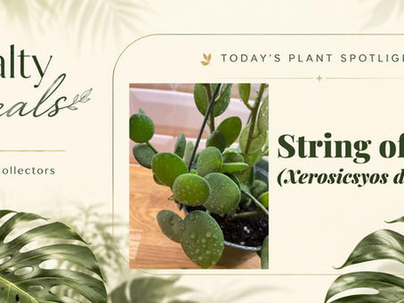 Plant Spotlight: String of Coins