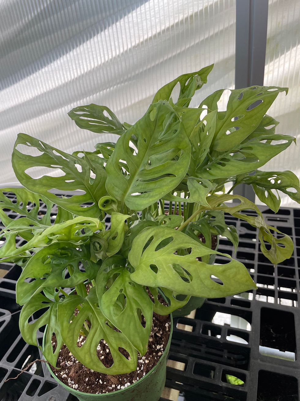 Miniatura: Monstera adansonii