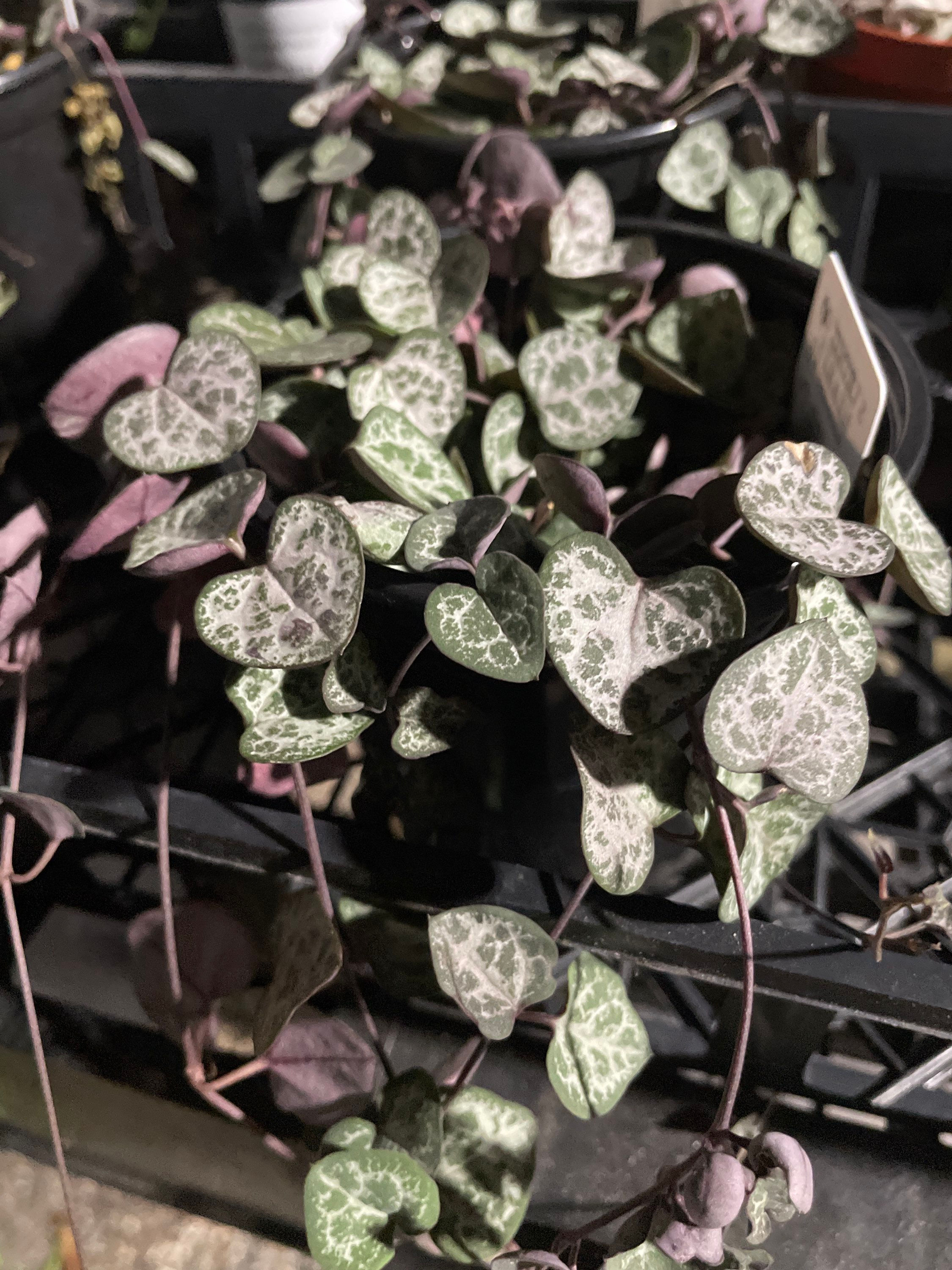 Variegated String of Hearts (Ceropegia woodii)