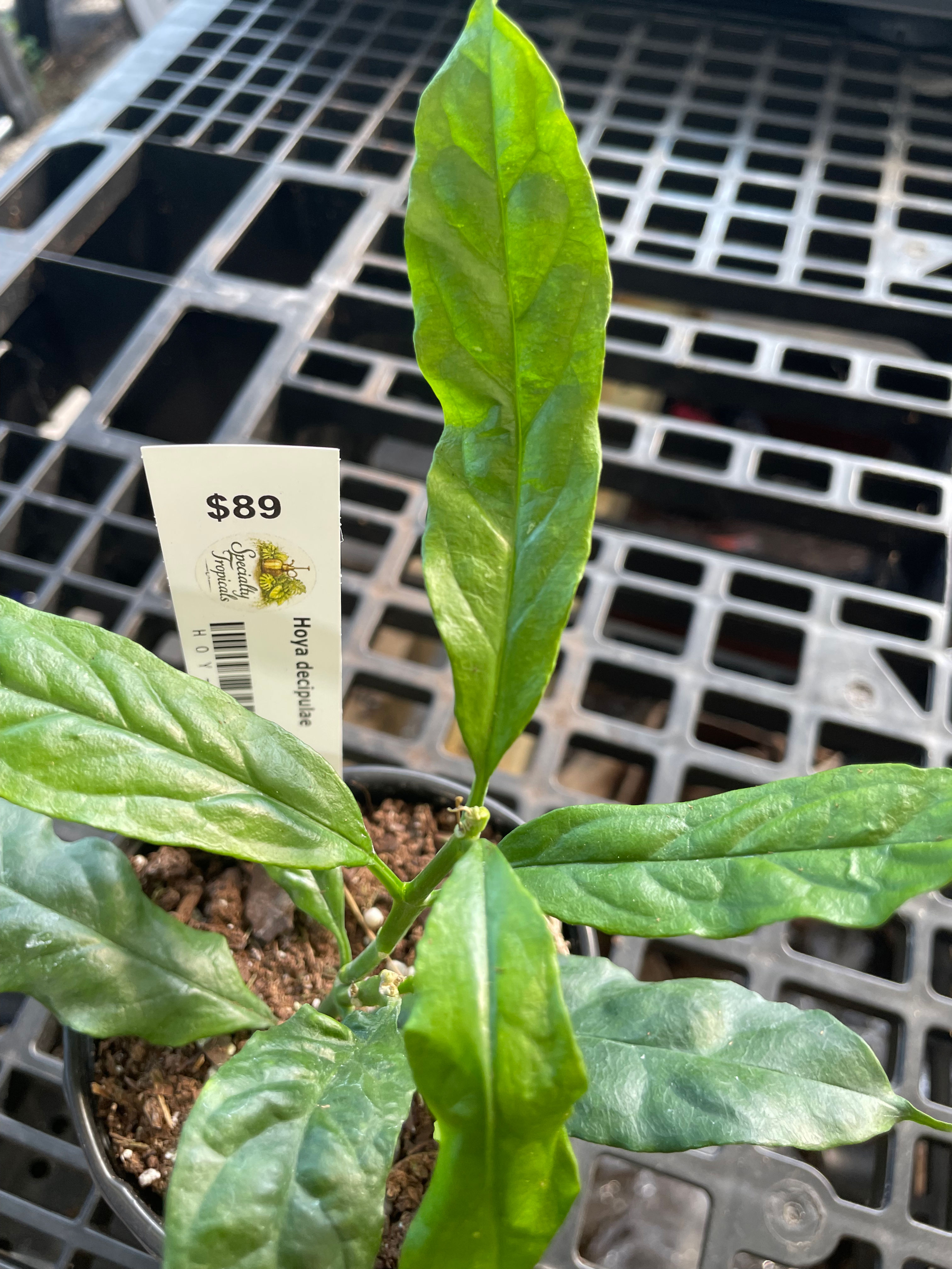 Hoya decipulae