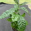 Прев'ю: Coffea arabica (Coffee Tree)