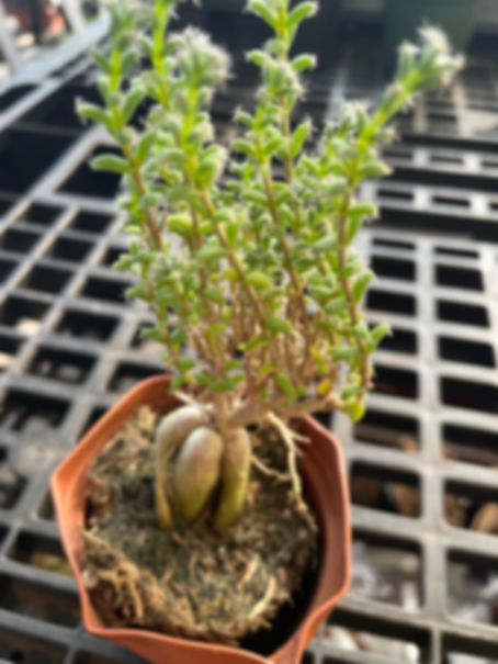 Trichodiadema bulbosum