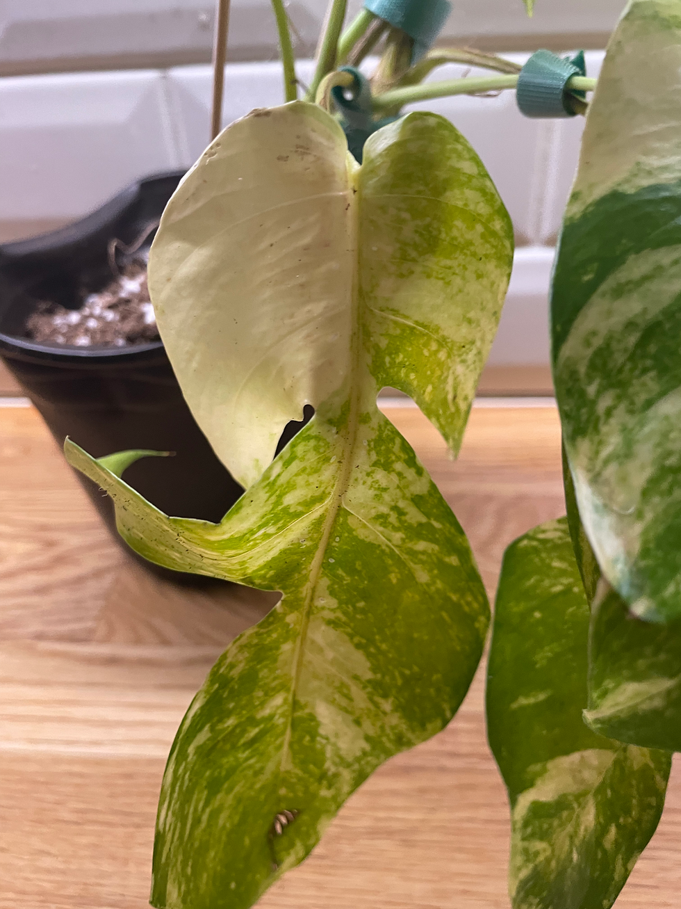 Thumbnail: Epipremnum pinnatum  'Golden Flame'