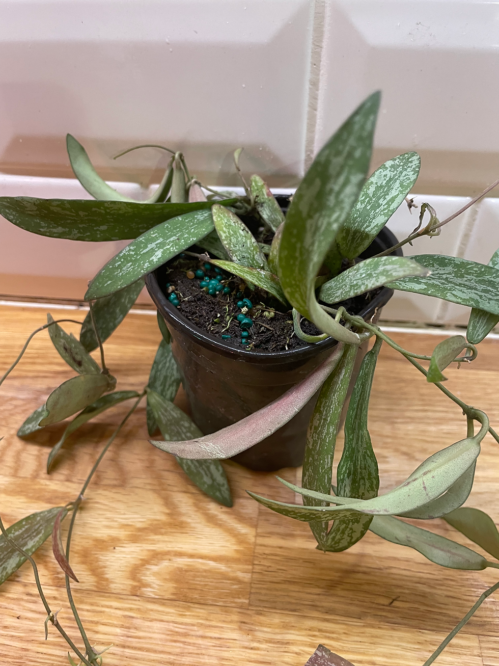 Миниатюра: Hoya sigillatis