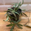 ภาพขนาดย่อ: Hoya sigillatis