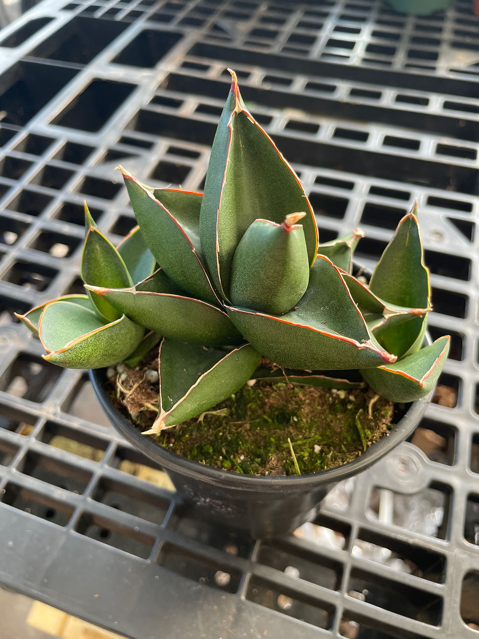 Thumbnail: Dracaena (Sansavieria) ‘Opera House’
