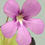 Thumbnail: Pinguicula x 'Pirouette'
