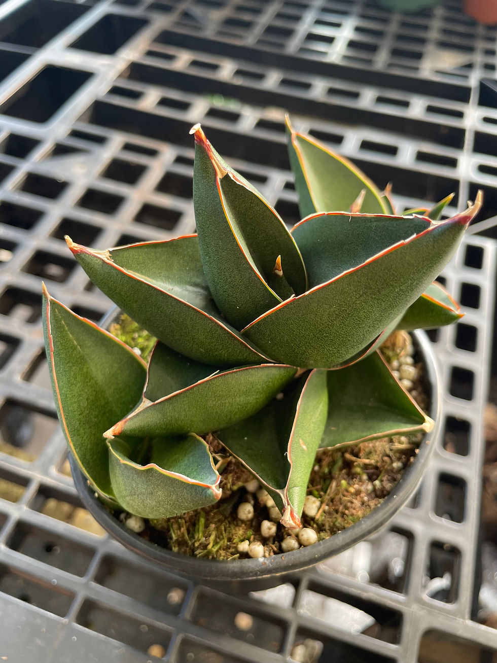 Thumbnail: Dracaena (Sansavieria) ‘Opera House’