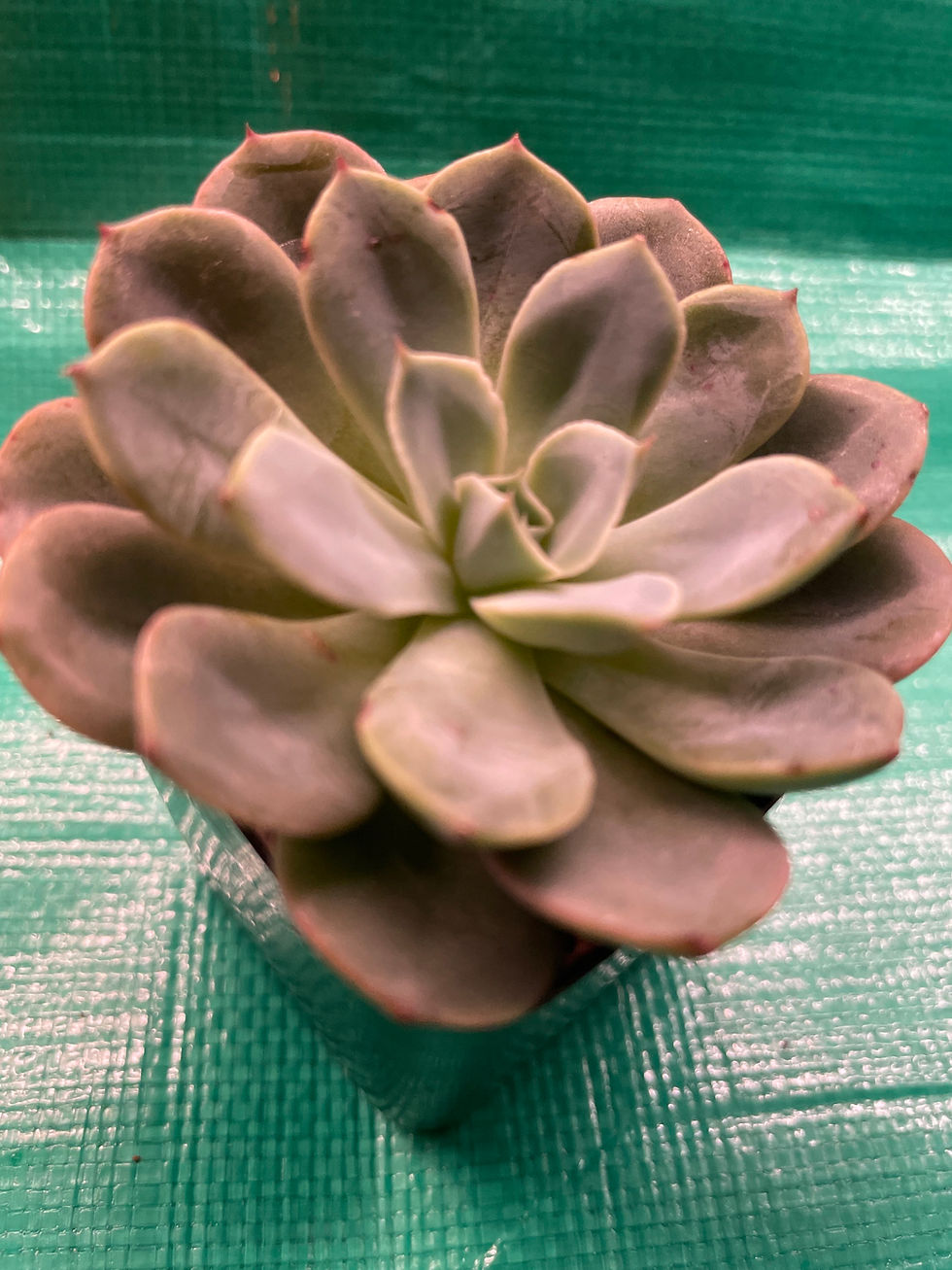 Thumbnail: Echeveria chihuahuaensis