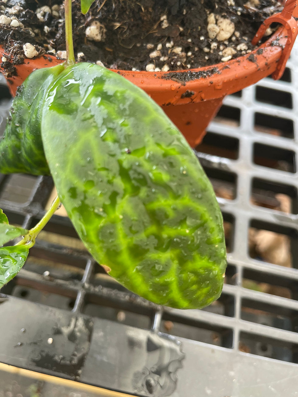 Miniatura: Aeschynanthus longicaulis ‘Black Pagoda’