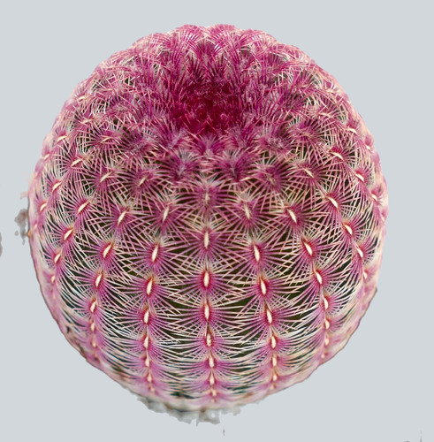 Echinocereus rigidissimus (Rainbow Hedgehog Cactus) | Specialty Tropicals